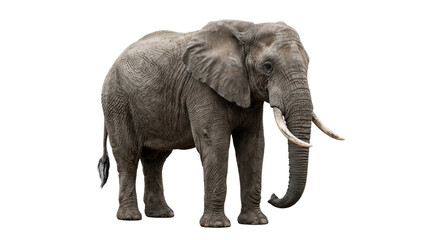 Fototapeta premium elephant isolated on white