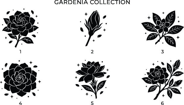 Black and white gardenia flower collection with buds and leaves vector art