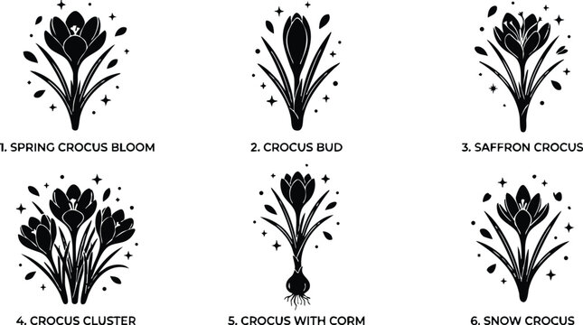 Black and white spring crocus bloom cluster with bud and corm line art vector