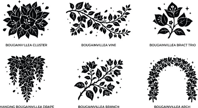 Black and white bougainvillea cluster vine branch arch and bract botanical vector art