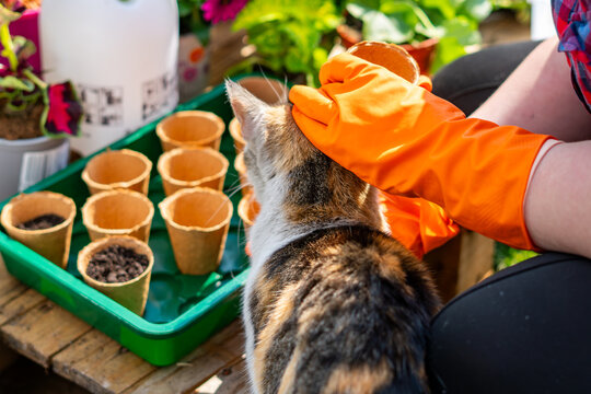 Cat interrupting gardening work, domestic pet demanding attention from a person wearing orange gloves planting seedlings in pots, concept of a funny garden challenge.