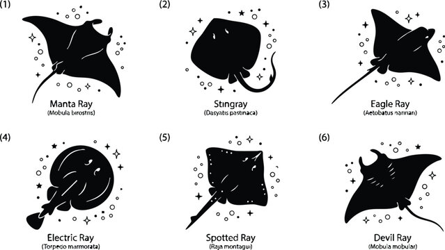 Six different ray fish species with scientific names