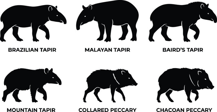 Silhouettes of brazilian tapir malayan tapir bairds tapir mountain tapir and peccaries in black