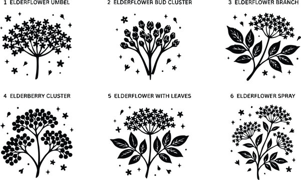Black and white elderflower and elderberry cluster vector line art set with leaves and sprays