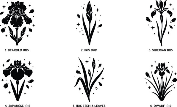 Six iris flower varieties labeled with bearded iris iris bud siberian iris japanese iris iris stem and leaves dwarf iris