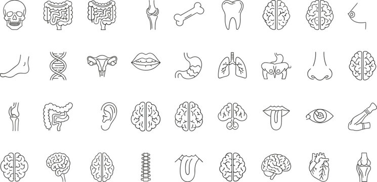 Collection of human anatomy icon set organs skull brain lungs heart intestines bones teeth eyes nose lips uterus DNA vector artwork