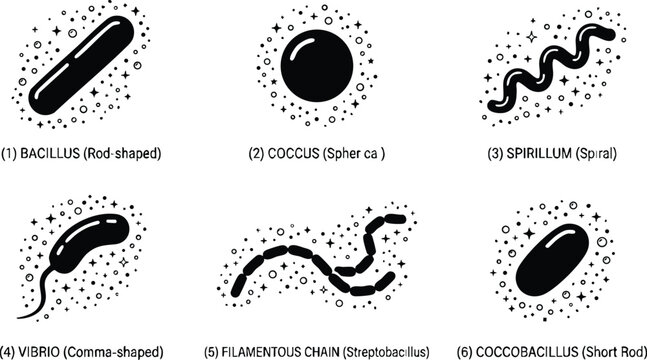 Black and white bacterial shapes bacillus coccus spirillum vibrio filamentous chain coccobacillus vector art