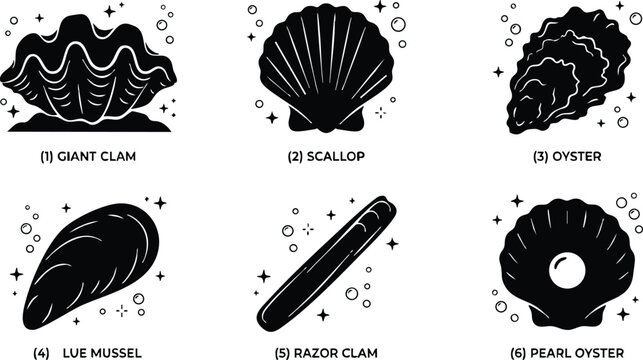 Giant clam scallop oyster lue mussel razor clam and pearl oyster shell collection