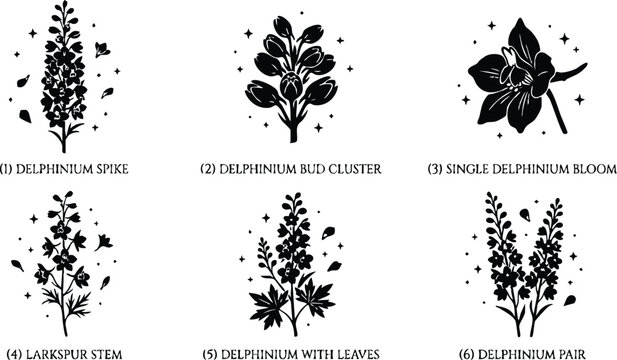Black and white delphinium spike bud cluster bloom and larkspur stem vector art