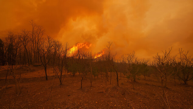 乾いた森を焼き尽くす山火事を捉えた気候災害の現実写真