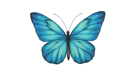 blue butterfly transparent  © Muthaiya