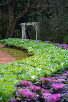 A curved path of green and purple ornamental cabbage plants leads toward a rustic white wooden garden trellis. This peaceful outdoor scene is captured in a lush botanical park during the cool winter s