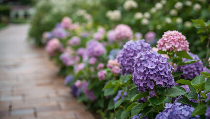 Obraz premium 余白を生かしてあじさいが並ぶ横位置の季節感ある花写真