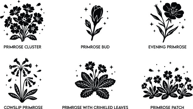 Black and white primrose cluster pod bud and patch floral vector art set