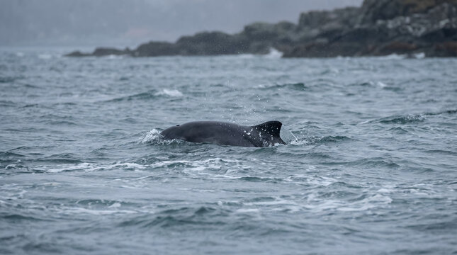 Harbor Porpoise Surfacing in Cold Coastal Chop