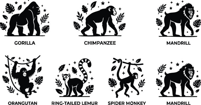 Black and white flat design primate collection with gorilla chimpanzee mandrill orangutan lemur and spider monkey
