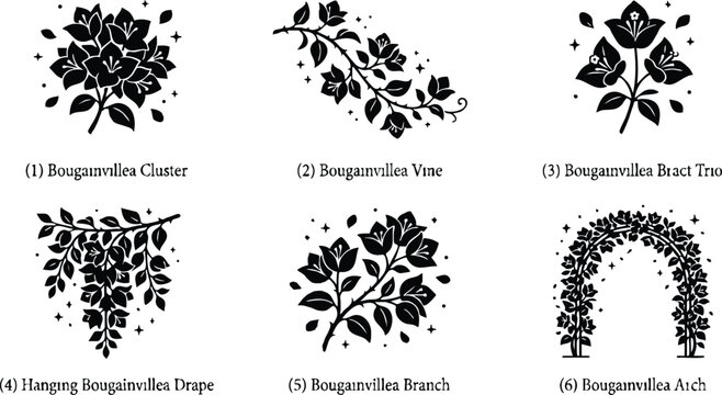 Black and white bougainvillea cluster vine bract trio drape branch and arch vector art