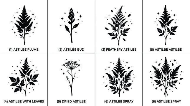 Black and white astilbe flower silhouette line art set with sprays and buds