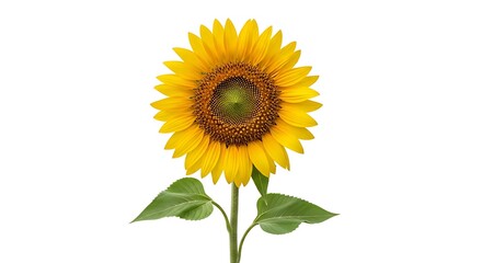 Fototapeta premium Vibrant sunflower in full bloom against a clean white background, capturing its beauty.