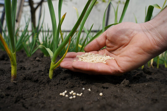 A farmer's hand pours ammonium nitrate near young yellowed garlic. The first feeding of plants with nitrogen fertilizer after winter.