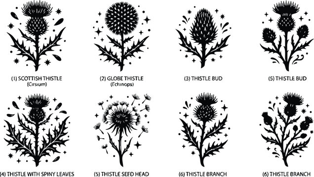 Black and white silhouette of scottish thistle and globe thistle with spiny leaves and seed head vector art