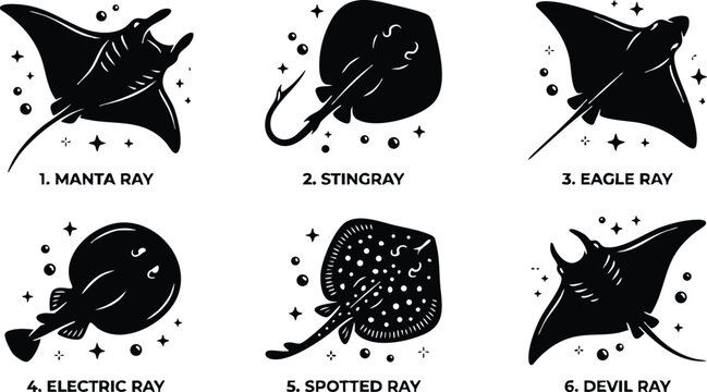 Six different rays including manta ray stingray eagle ray electric ray spotted ray and devil ray