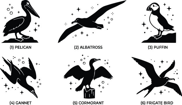 Black and white line art seabirds pelican albatross puffin gannet cormorant and frigate bird set