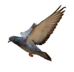 Fototapeta premium pigeon flying isolated on transparent or white background