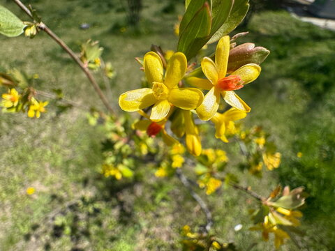 Close-up of flowering Ribes aureum (golden currant) with bright yellow tubular blossoms and orange centers, blooming on slender branches in a sunlit spring garden setting.