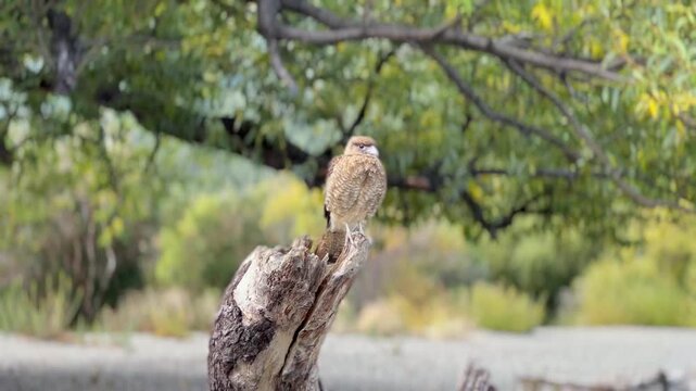 hawk in the tree