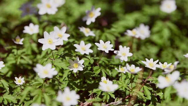 White wood anemone flowers blooming in sunlit green forest floor closeup triptych