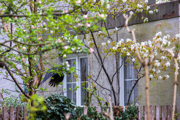 Obraz premium Residential building with blooming trees and bird in motion in urban garden setting, Germany, Augsburg, Textilviertel, 16 April 2026