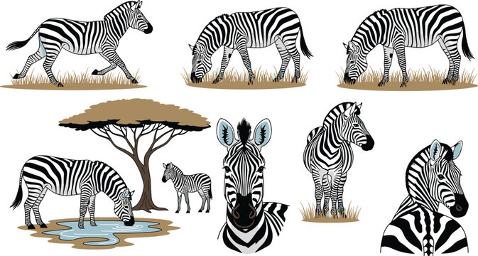 Set of Zebra Illustrations in Various Poses and Environments for Wildlife, Nature, and Safari Designs, Vector Art