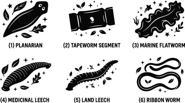 Black and white flat design leech tapeworm ribbon worm marine flatworm planarian illustrations