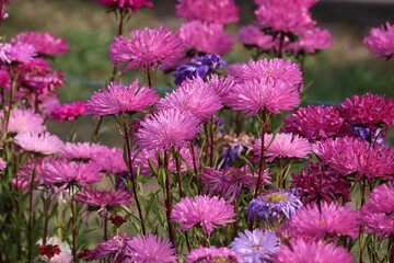 Obraz premium Bright pink China aster (Callistephus chinensis) flowers blooming in the summer garden