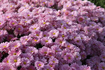 Fototapeta premium Background of pink Korean chrysanthemums (Chrysanthemum x koreanum) blooming in autumn garden