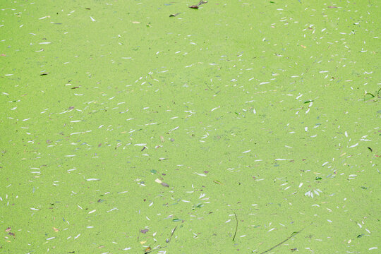 Vibrant green duckweed covers a calm water surface with scattered fallen leaves