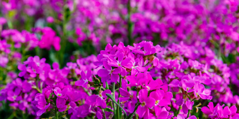 Obraz premium Colorful flowers bloom in a garden on a sunny afternoon showcasing nature's beauty and vibrant life