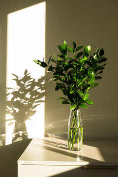 vaso com arranjo decorativo natural de folhas verdes frescas em luz do sol direta natural com espa&ccedil;o livre, ningu&eacute;m, folhagem, galhos verdes