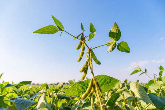Soybeans grow on tall plants under a clear blue sky in a field during late afternoon sunlight in summer