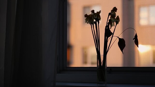 Windows with translucent tulle curtains, blown by the wind. Transparent white silk soft fabrics float in the sunset light 