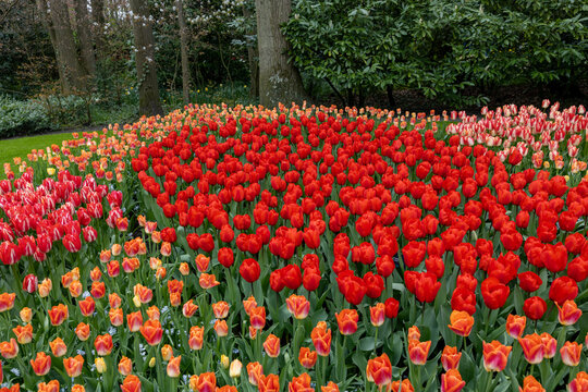 Colorful tulips in the Keukenhof Garden in Lisse, Holland, Netherlands.