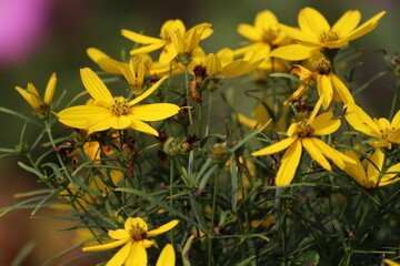 Obraz premium Yellow Whorled tickseed (Coreopsis verticillata) flowers blooming among fine thread-like green foliage in a sunny garden bed