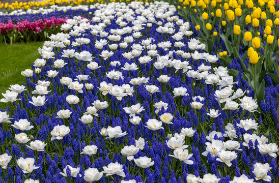 White tulips and blue muscari blooming n the Keukenhof Garden in Lisse, Holland, Netherlands.