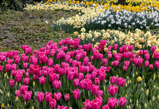 Colorful flowers in the Keukenhof Garden in Lisse, Holland, Netherlands.