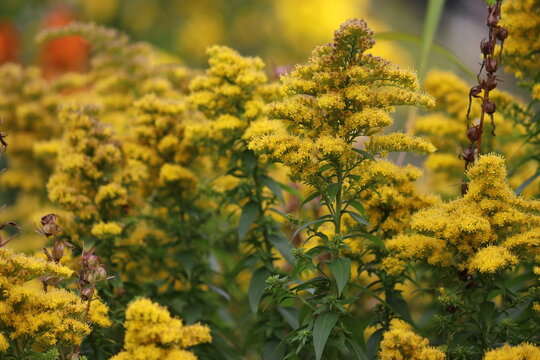 Yellow Goldenrod (Solidago cv. Dzintra) flowers in full bloom, featuring dense golden-yellow pyramidal panicles and green lanceolate leaves in a sunny garden