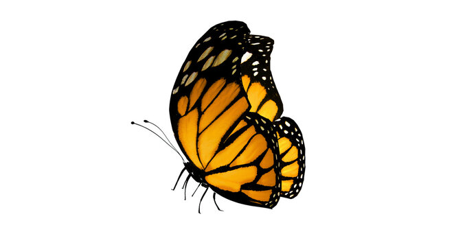 butterfly on transparent background