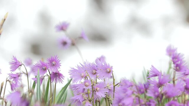 Soldanella alpina, Alpine snowbell, Soldanella
