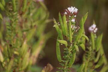 Fototapeta premium Redwhisker clammyweed (Polanisia dodecandra) white flowers with prominent red stamens and green seed pods in a sunny summer garden