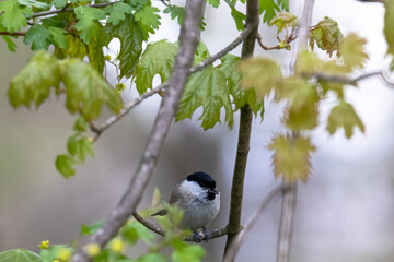 Marsh tit searching for food on branch in woodland environment with natural debris, Germany, Augsburg, © were